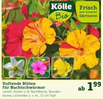 Pflanzen Kölle Duftende Blüten für Nachtschwärmer Angebot