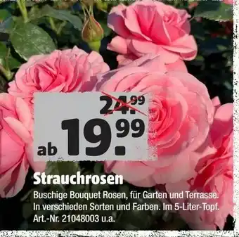 Hagebau Strauchrosen Angebot