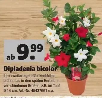 Hagebau Dipladenia bicolor Angebot