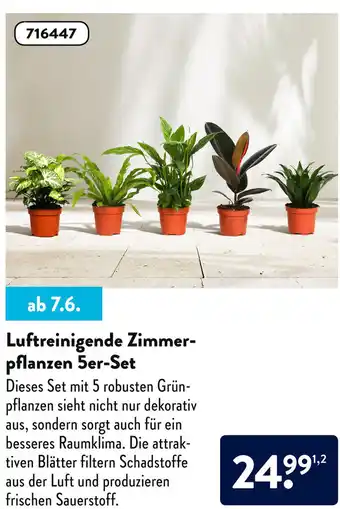 Aldi Süd Luftreinigende Zimmerpflanzen 5er Set Angebot