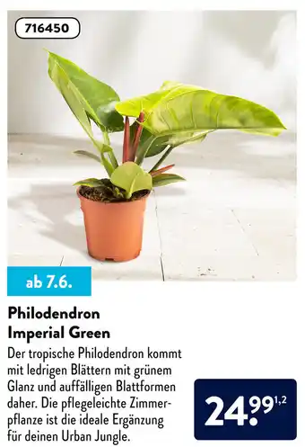 Aldi Süd Philodendron Imperial Green Angebot