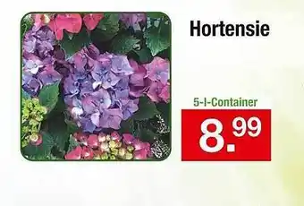 Zimmermann Hortensie Angebot