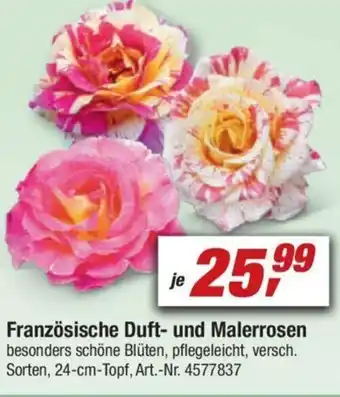 toom Baumarkt Französische Duft und Malerrosen Angebot