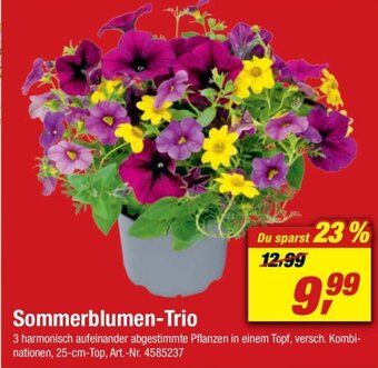 toom Baumarkt Sommerblumen Trio Angebot
