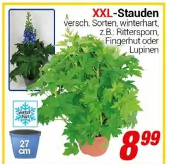 CENTERSHOP XXL Stauden Angebot