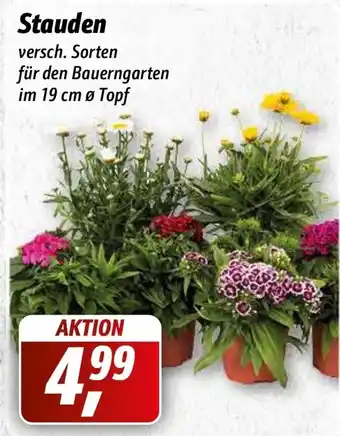 Simmel Stauden Angebot