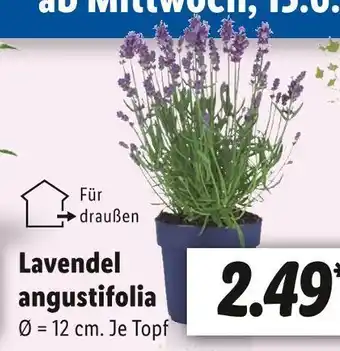 Lidl Lavendel angustifolia Angebot