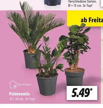 Lidl Palmenmix Angebot