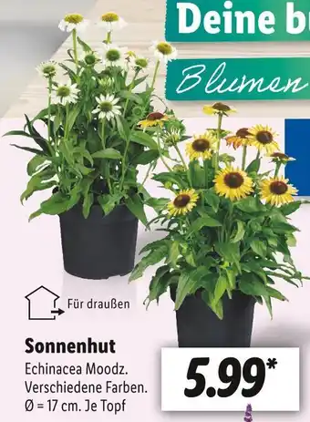 Lidl Sonnenhut Angebot