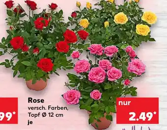 Kaufland Rose Angebot