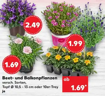 Kaufland Beet und Balkonpflanzen Angebot