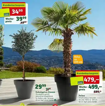 Pflanzen Kölle Eukalyptus-stamm Oder Palme Angebot
