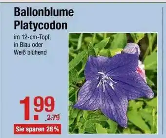 V Markt Ballonblume Platycodon Angebot