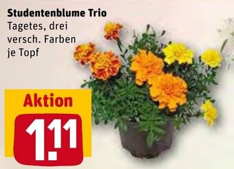 REWE Center Studentenblume Trio Angebot