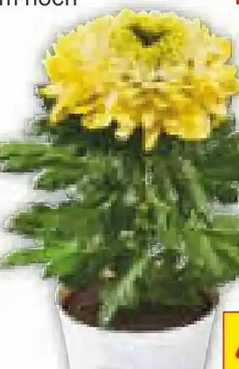 Netto Marken-Discount Chrysanthemen Make Upz Angebot