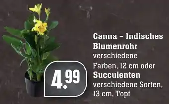 Edeka Neukauf Canna Indisches Blumenrohr oder Succulenten Angebot