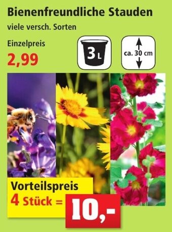 Thomas Philipps Bienenfreundliche Stauden Angebot