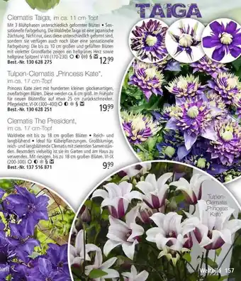 Weltbild Clematis Taiga, The President Oder Tulpen-clematis „princess Kate“ Angebot