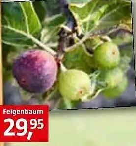 Bauhaus Feigenbaum Angebot