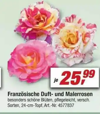 toom Baumarkt Französische Duft- Und Malerrosen Angebot