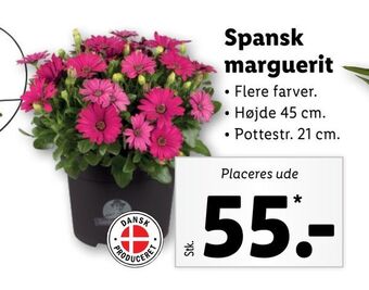 Lidl Spansk marguerit tilbud