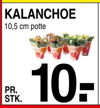 ABC Lavpris Kalanchoe tilbud