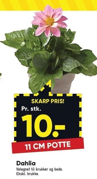 Bilka Dahlia tilbud