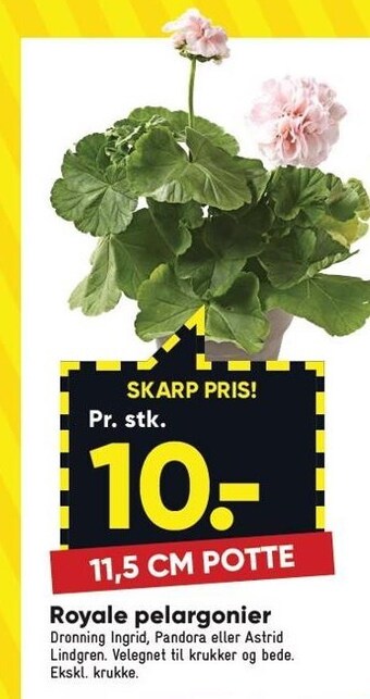 Bilka Royale pelargonier tilbud