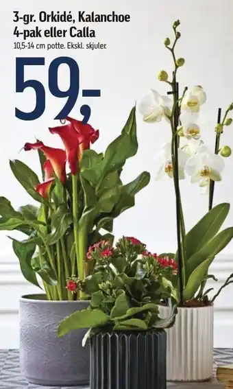 Føtex 3-gr. orkidé, kalanchoe 4-pak el. calla tilbud