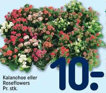 REMA 1000 Kalanchoe el. Roseflowers tilbud