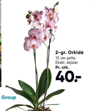 Bilka 2-gr. Orkidé tilbud
