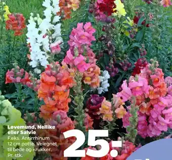 Løvemund, Nellike eller Salvie