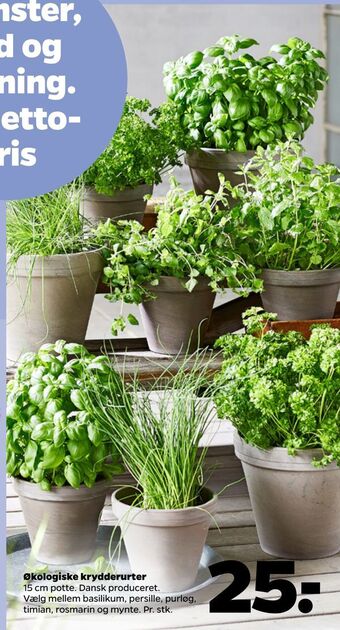Netto Økologiske krydderurter tilbud