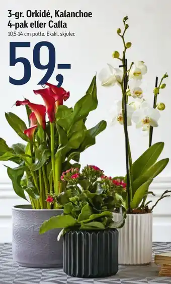 Føtex 3-gr. Orkidé, Kalanchoe 4-pak eller Calla tilbud