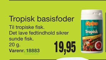Tropisk basisfoder