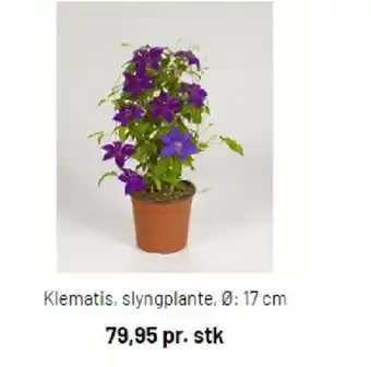 Klematis slyngplante