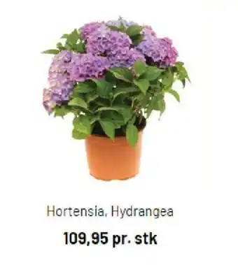 Hortensia Hydrangea