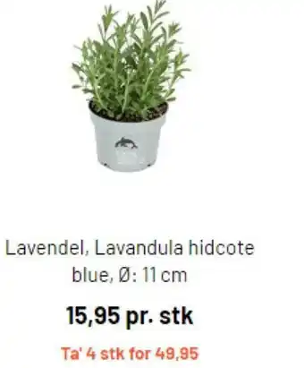 Silvan Lavendel Lavandula hidcote blue tilbud