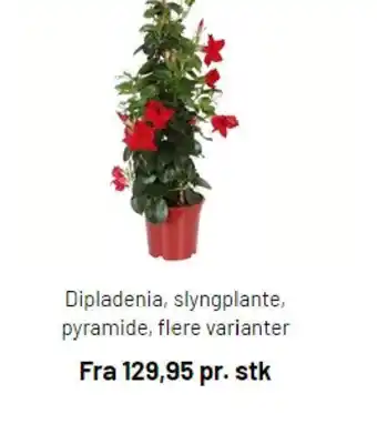 Dipladenia Slyngplante pyramide flere varianter