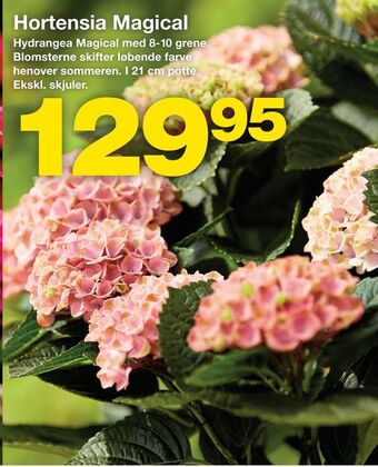 Bauhaus Hortensia Magical tilbud