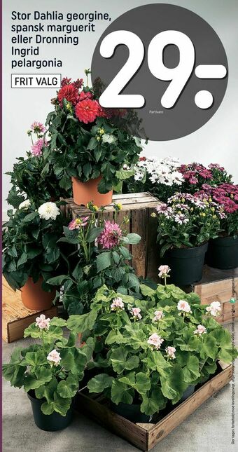 REMA 1000 Stor Dahlia georgine, spansk marguerit eller Dronning Ingrid pelargonia tilbud