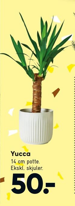Bilka Yucca tilbud