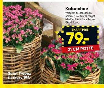Bilka Kalanchoe tilbud