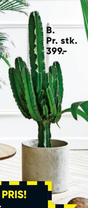 Store grønne planter
