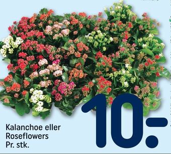 REMA 1000 Kalanchoe eller Roseflowers tilbud