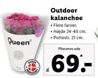 Lidl Outdoor kalanchoe tilbud