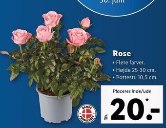 Lidl Rose tilbud