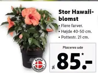 Lidl Stor Hawaii blomst tilbud
