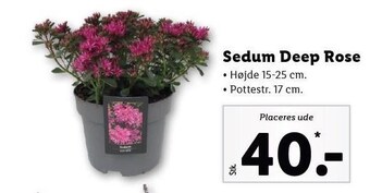 Lidl Sedum Deep rose tilbud