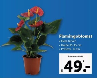 Lidl Flamingoblomst tilbud